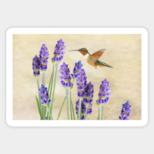 Ruby Throated Hummingbird and Lavender Flowers Sticker